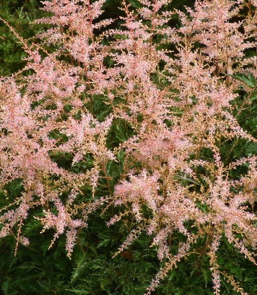 Astilbe 'Sprite'